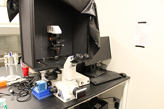 Brightfield microscope in BSL-2